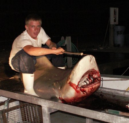 Kendall's Killer Shark
