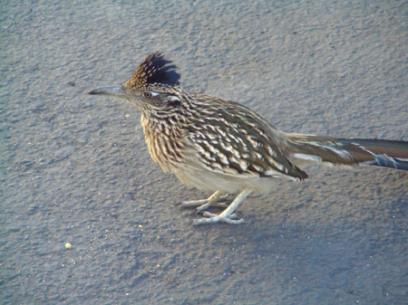 Road Runner sans Coyote