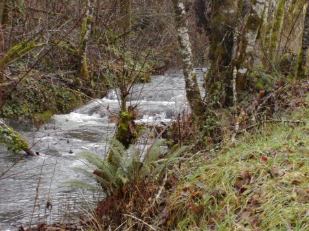 Salt Creek runs behind our house along our property