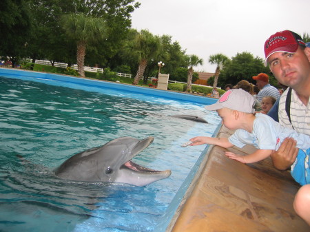 b feeding dolphin