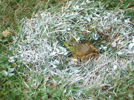 Hi there Mr. Frog!