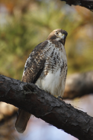 Red Tail Hawk