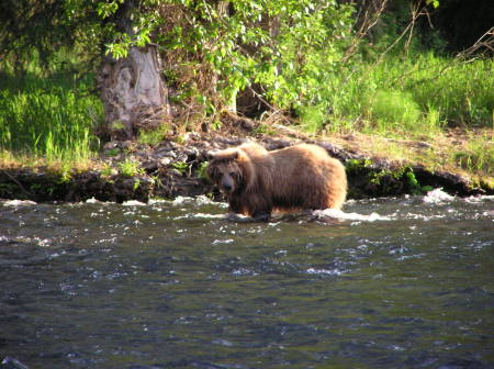 Alaskan Brown Bear (sow) Russian R.