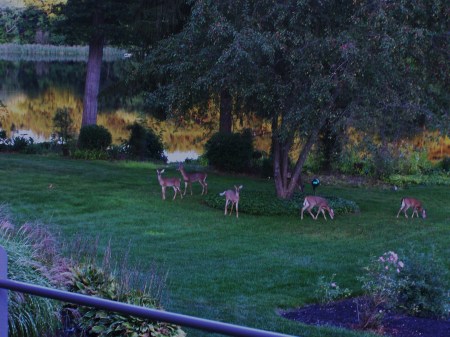 Deer in backyard