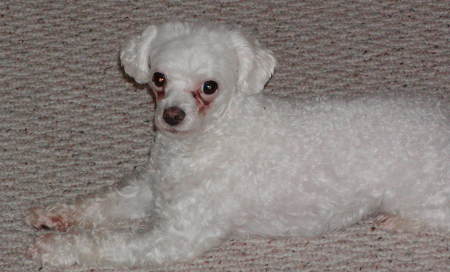 Buddy, Malti-Poo