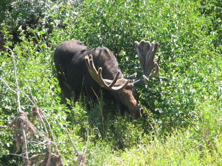 Moose in Grand Tetons NP 2010
