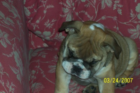 this is my english bulldog lu lu