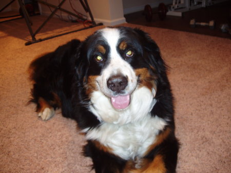 Our Bernese mountain dog Julie