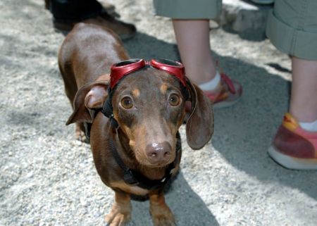 Gus, my miniature dachshund (d/o/b June 19, 2003)