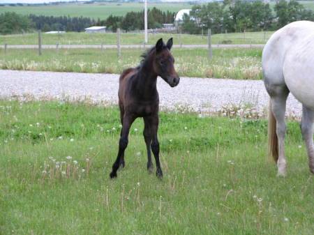 Baby, month old filly