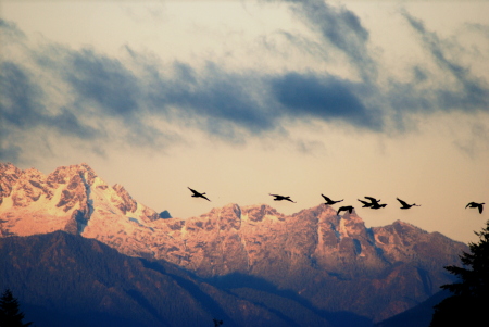 Olympics & Geese