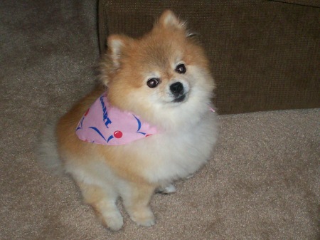 this is are 11yrs. old pom, she only weighs 5 pounds