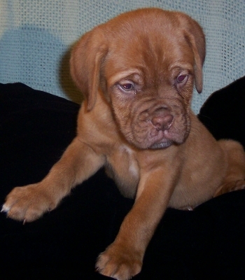 One of our puppies from 2007 Litter