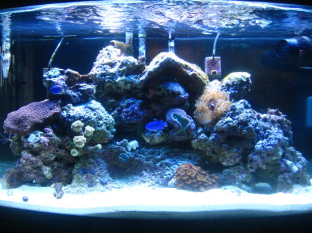 Our salt water fish tank