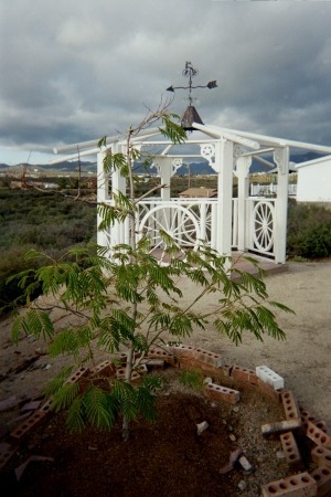 WESTERN STYLE GAZEBO--mamosi tree