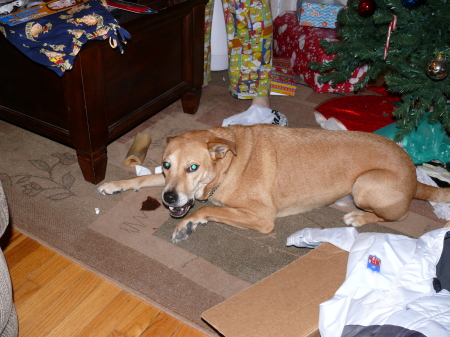 Buddy eats his presents.