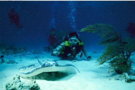 Stingray City in the Cayman Islands