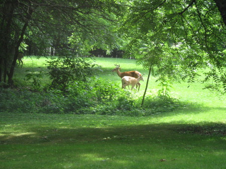 Deer In My Back Yard