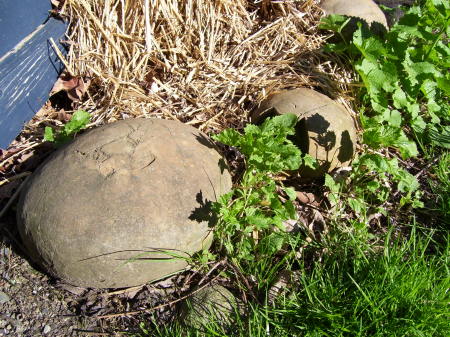 Stones shaped like skulls