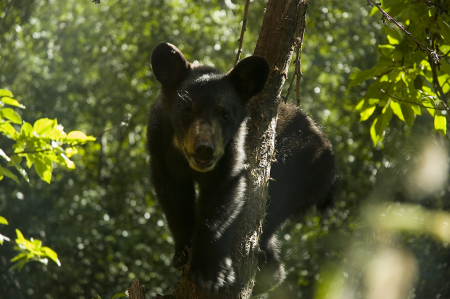 Black Bear I named Spanky