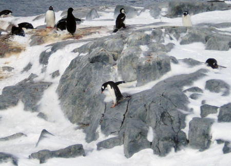 Gentoo Penguins