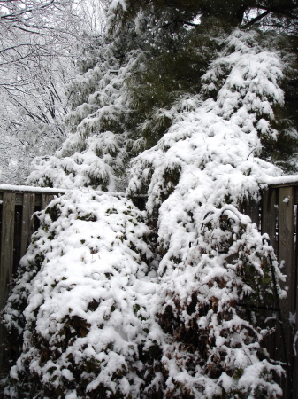 Snow in fence corner.