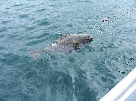 Bringing the Halibut home for dinner...