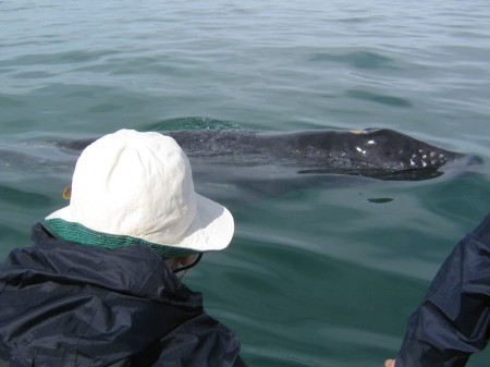 Mom and a baby grey whale - the trip of a life time to Baja California