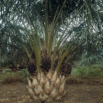 A 3 1/2 year old Palm Oil Tree