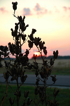 Yucca Sunset