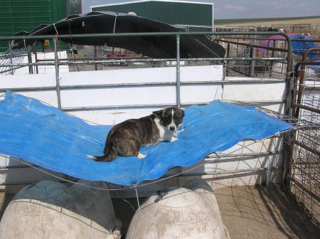 Doggy Trampoline