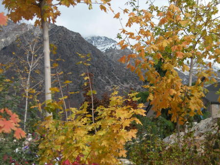 Fall leaves in our back yard.