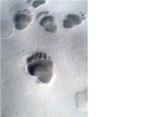 black bear tracks