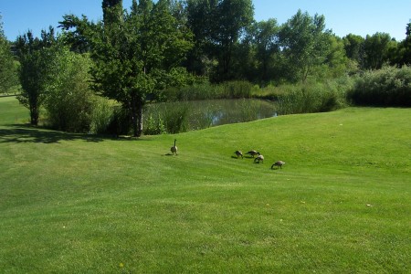 Geese at Golf