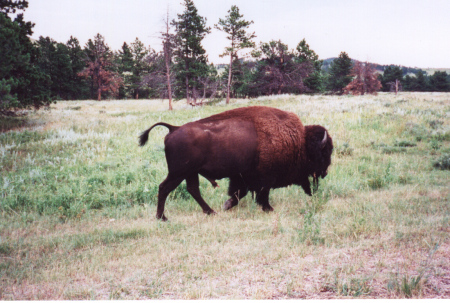 This Buffalo Was In Love With Me ?