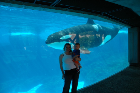 shamu