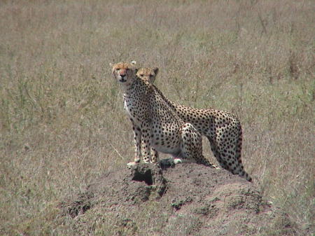 On safari in the Serengeti