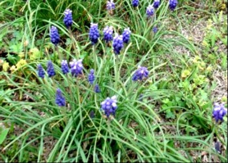 Small sample of Texas Blue Bonnets