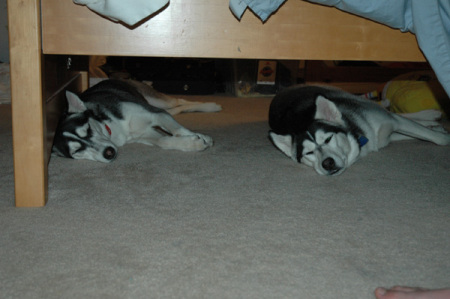 under the pack leader's bed