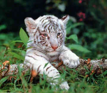 baby tigers