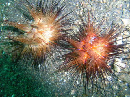 Sea Urchins with Zebra Crab
