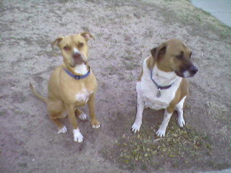 My two dogs, Emily and Shasta (Emily-Pit/Lab & Shasta Sheppard/Lab)