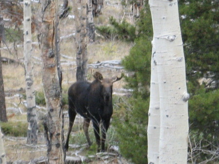 Bull Moose