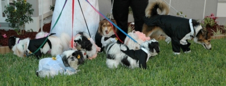 Wedding Doggies