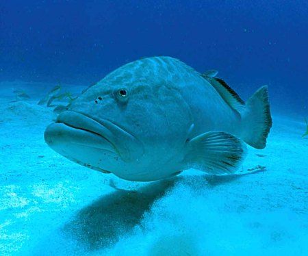grouper in bimini ps