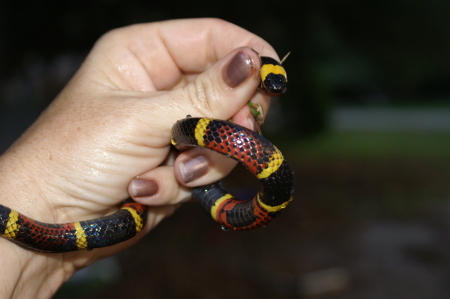 Coral snake