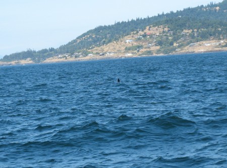 Linda Scholl's album, Orcas