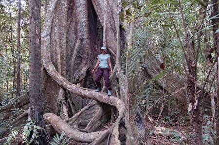 amazon jungle