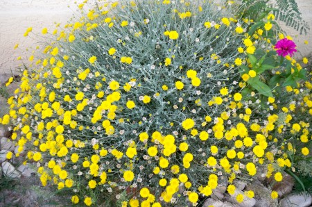 New Mexico wild flowers