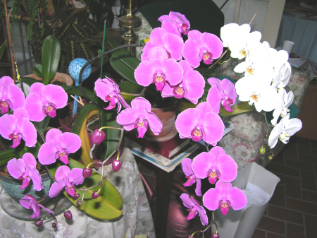 My Orchids